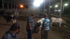 بالصور: جمعية يافا تضع اللمسات الأخيرة لتنفيذ مشروع الأضاحي للعام الـ12 على التوالي